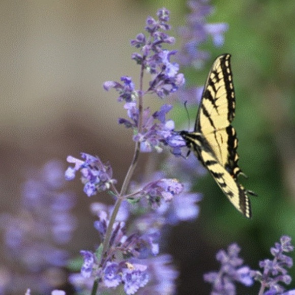 lilac_blossoms